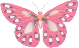 butterfly-1